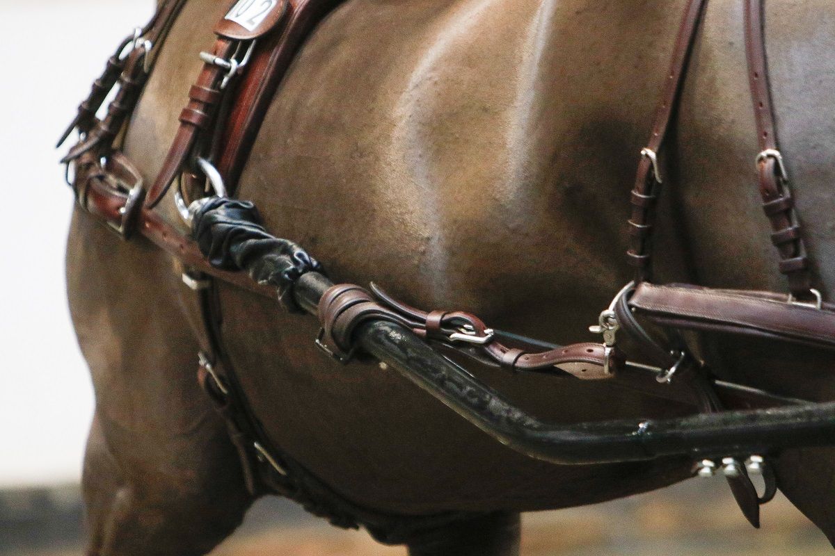 hest / Norges Rytterforbund