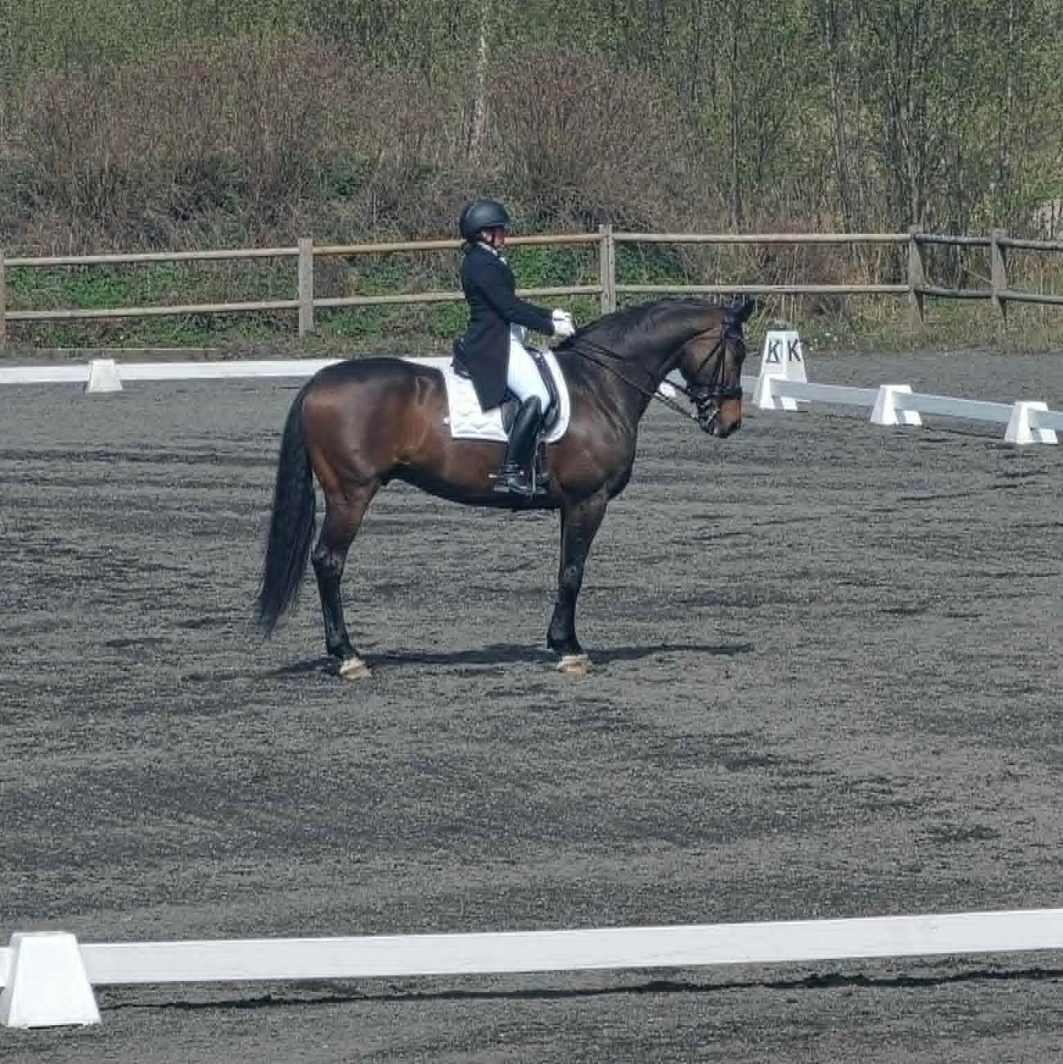hest / Norges Rytterforbund / Tanum Rideklubb
