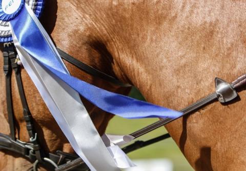 hest / Norges Rytterforbund / FERD Comeback Cup