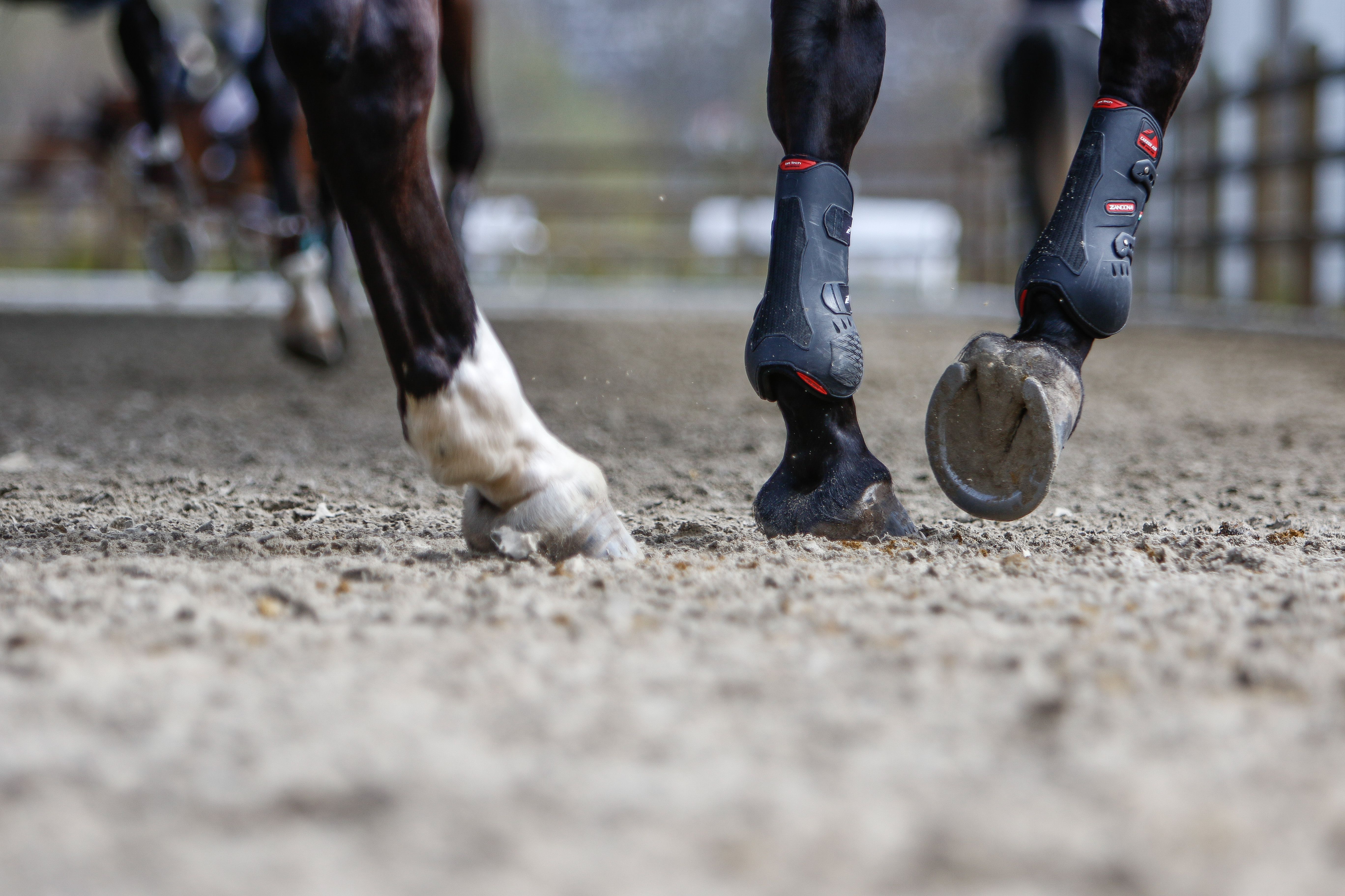 hest / Norges Rytterforbund