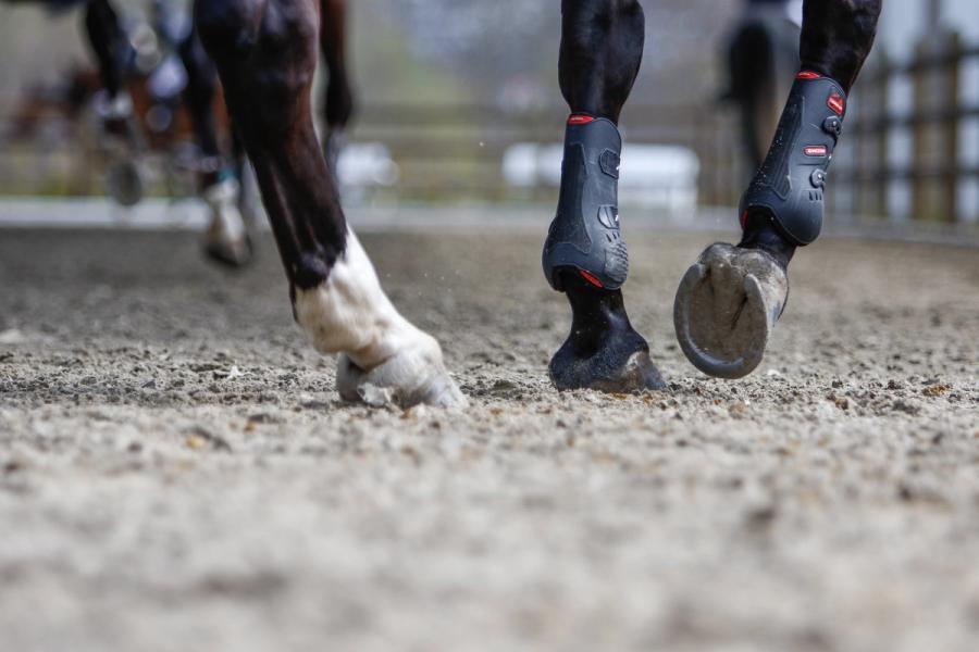 hest / Norges Rytterforbund