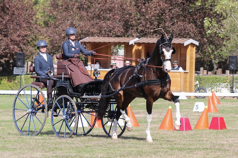 hest / Norges Rytterforbund