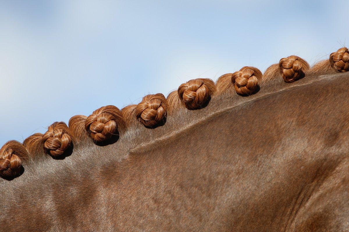 hest / Norges Rytterforbund