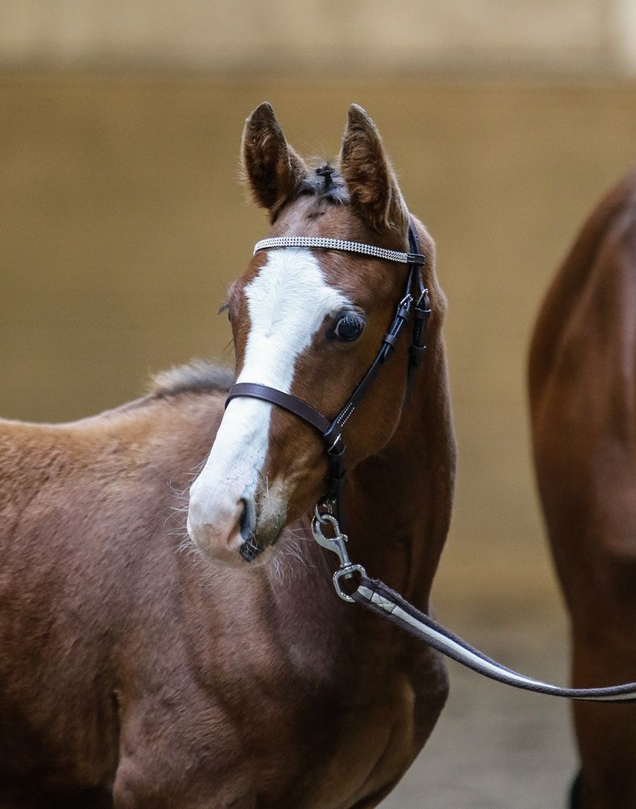 hest / Norges Rytterforbund