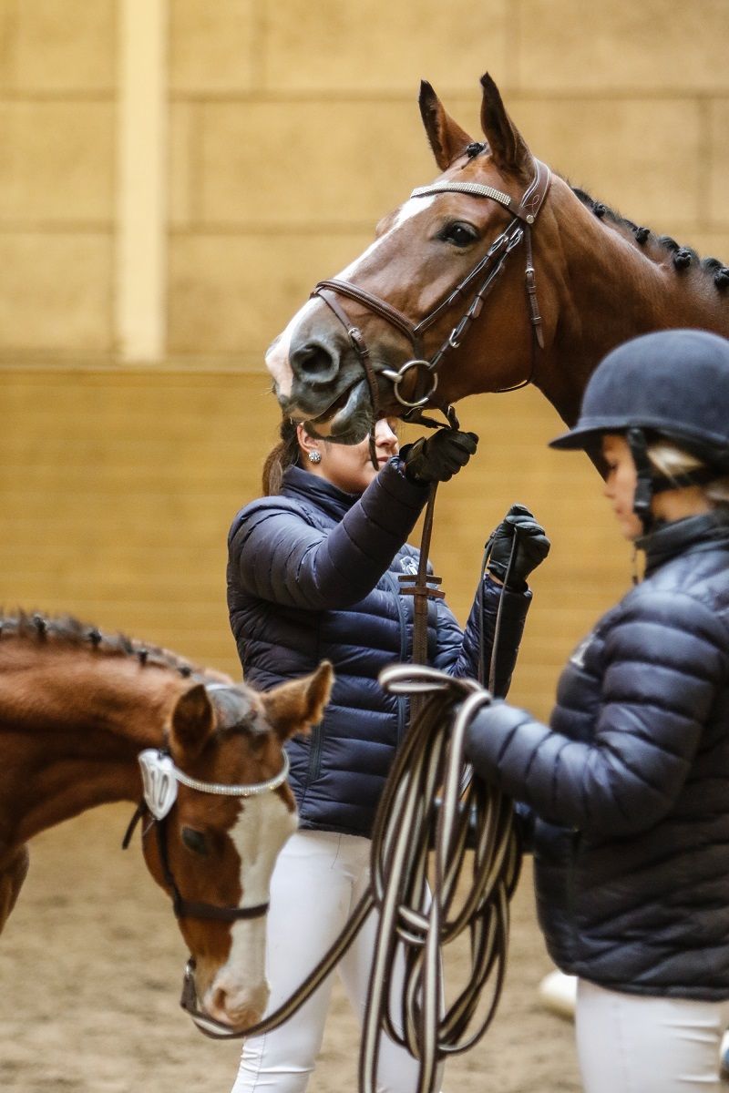 hest / Norges Rytterforbund