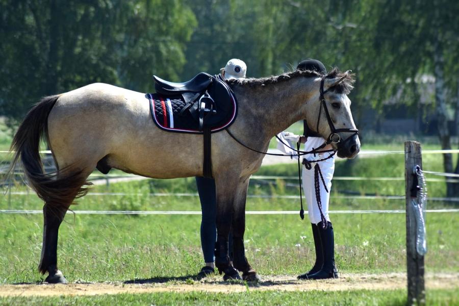 hest / Norges Rytterforbund