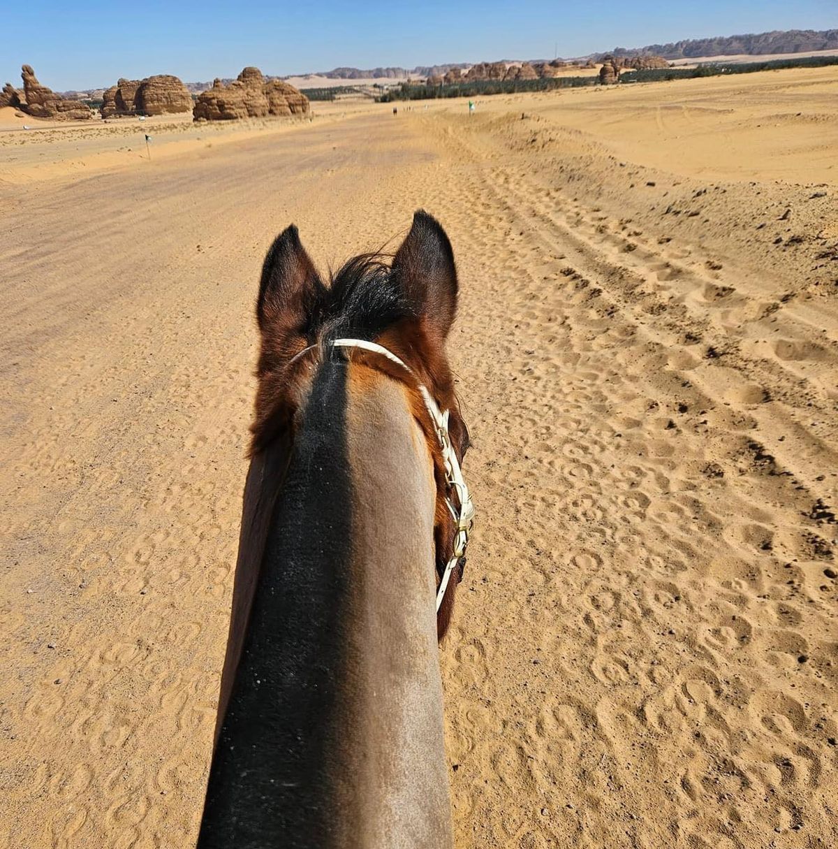 hest / Norges Rytterforbund
