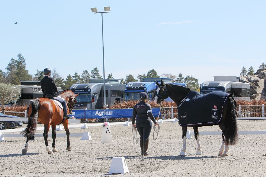 Her skal Aladdins venninne gjennom mange år, inn på banen sammen med Jens Lasse - og Aladdin tar oppgaven som "companion horse". (Foto: NRYF)