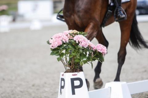 dressur / hest / paradressur / Norges Rytterforbund