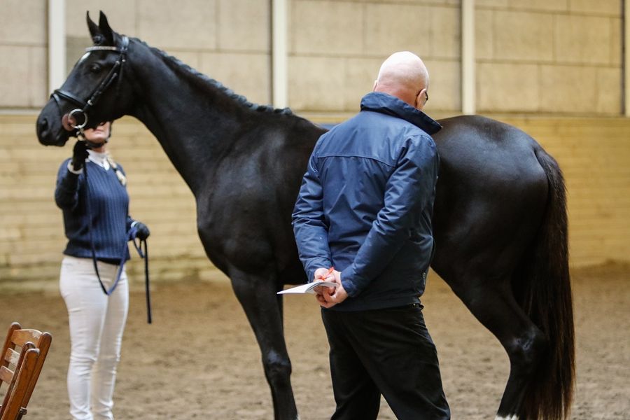 hest / Norges Rytterforbund