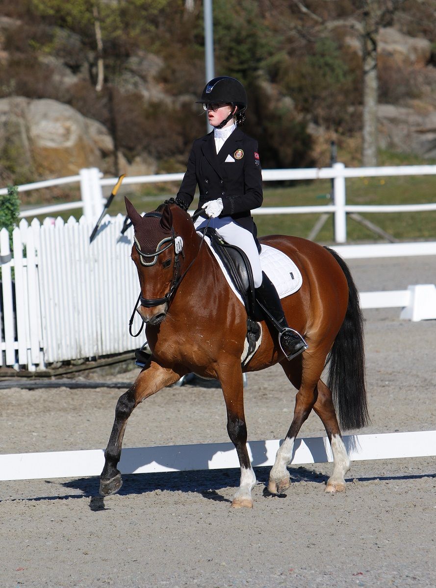 hest / ponni / dressur / Celine Granli / Davidoff / Norges Rytterforbund