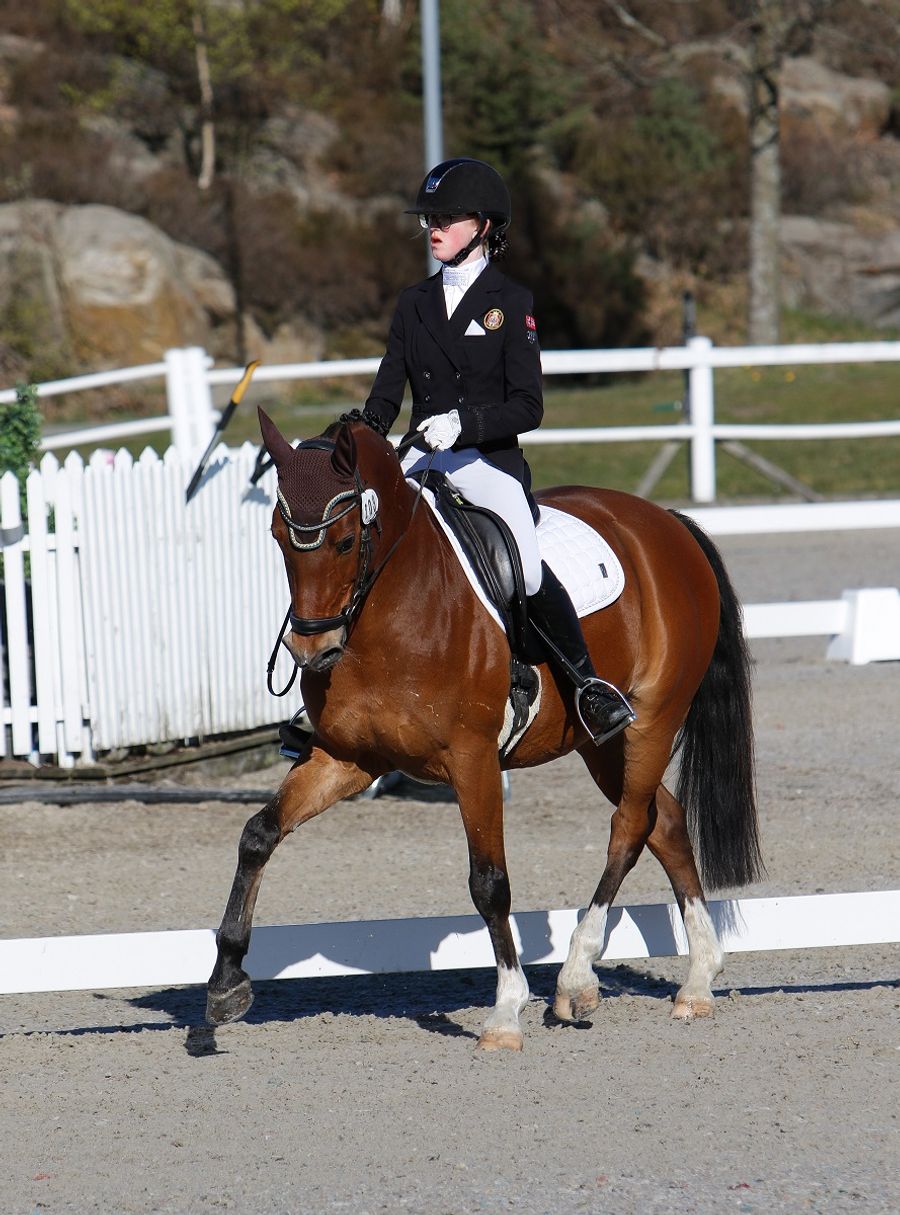 hest / ponni / dressur / Celine Granli / Davidoff / Norges Rytterforbund