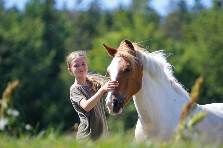 hest / Norges Rytterforbund / Hestevelferd for alle