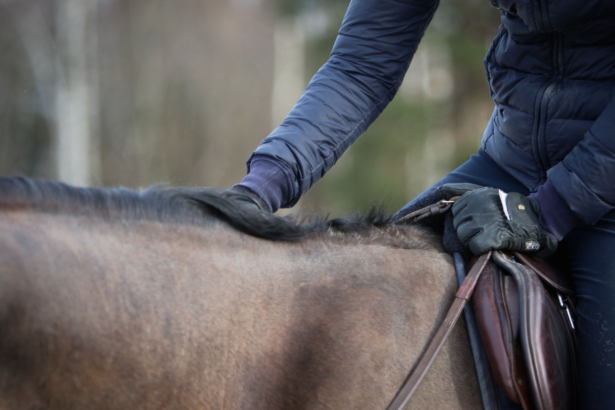 hest / Norges Rytterforbund 