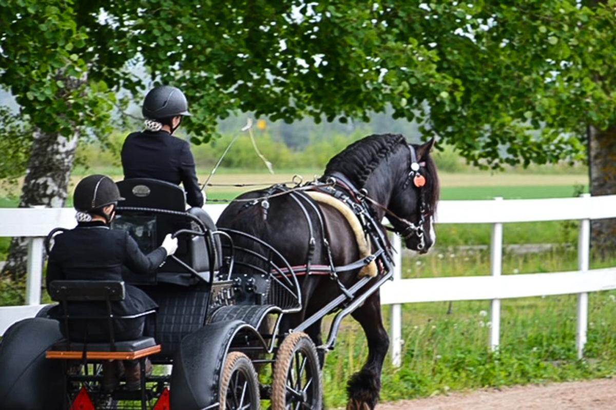 hest / Norges Rytterforbund