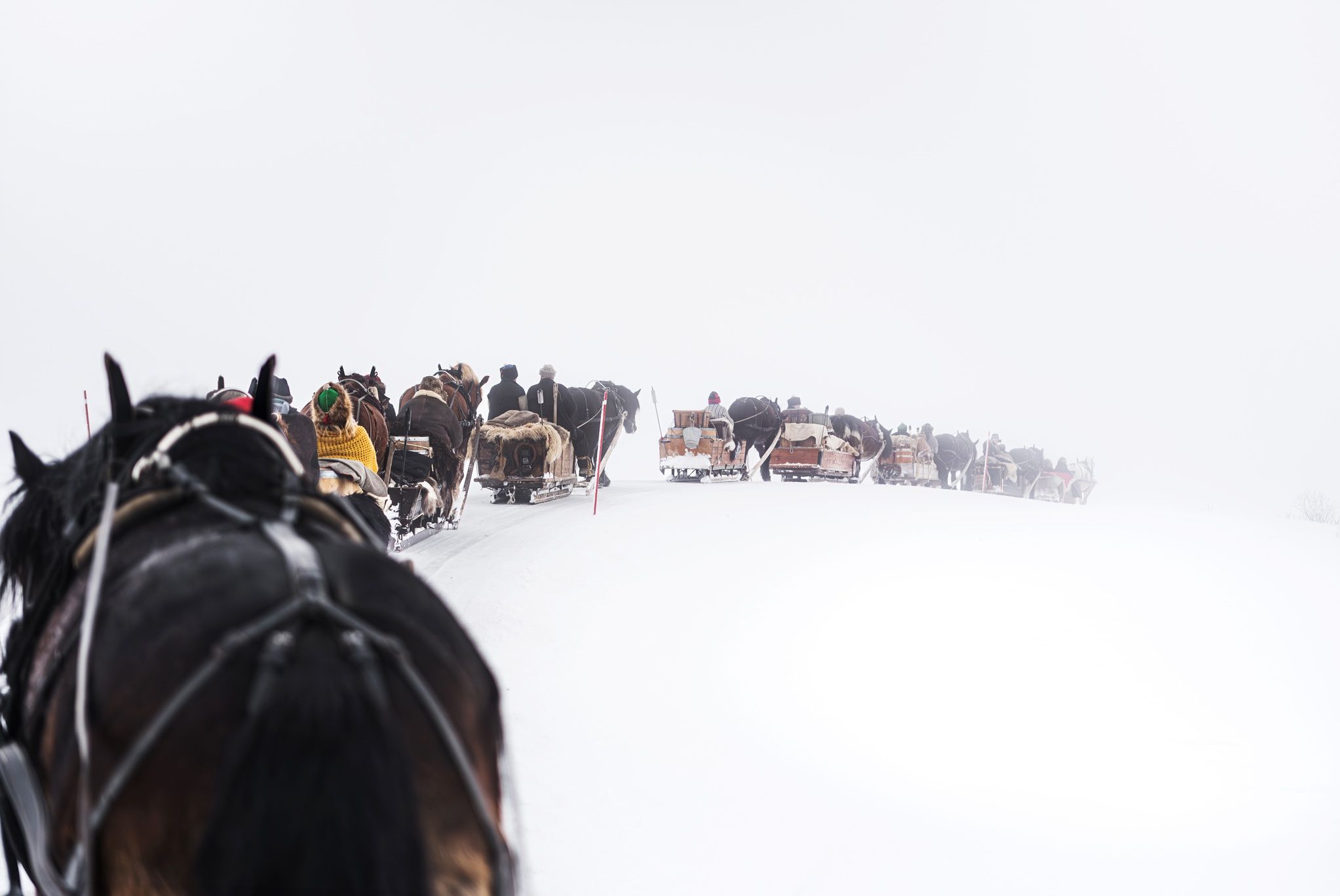 hest / Norges Rytterforbund / lasskjører