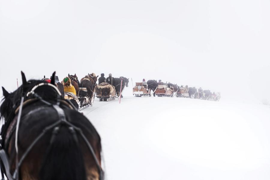 hest / Norges Rytterforbund / lasskjører