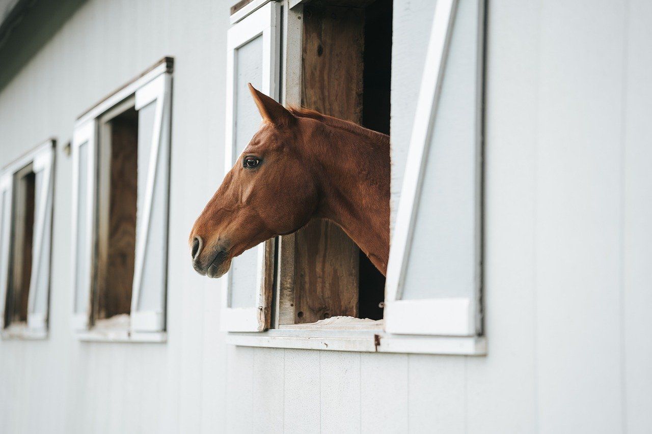 hest / Norges rytterforbund