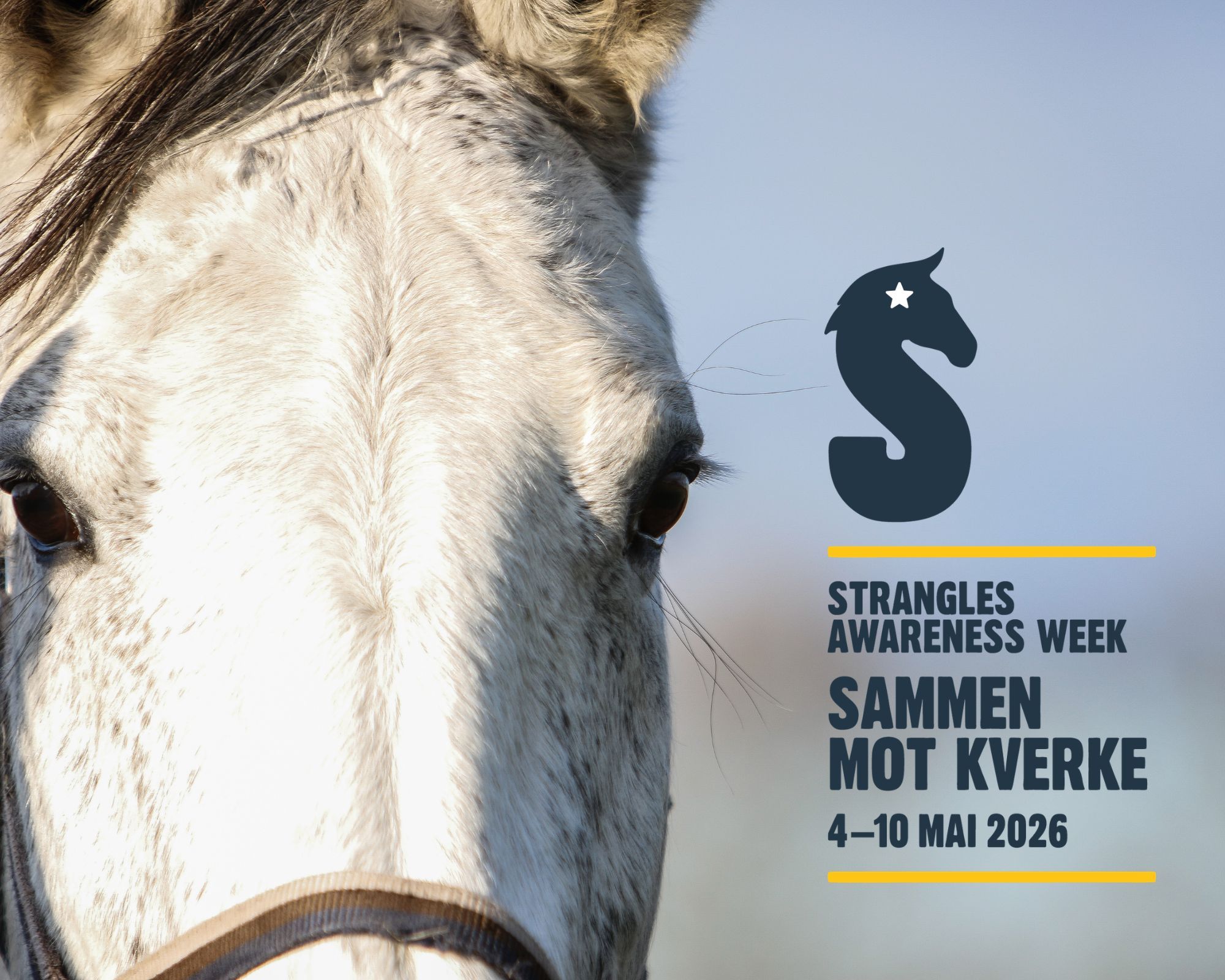 hest / Norges Rytterforbund / Strangles Awareness Week