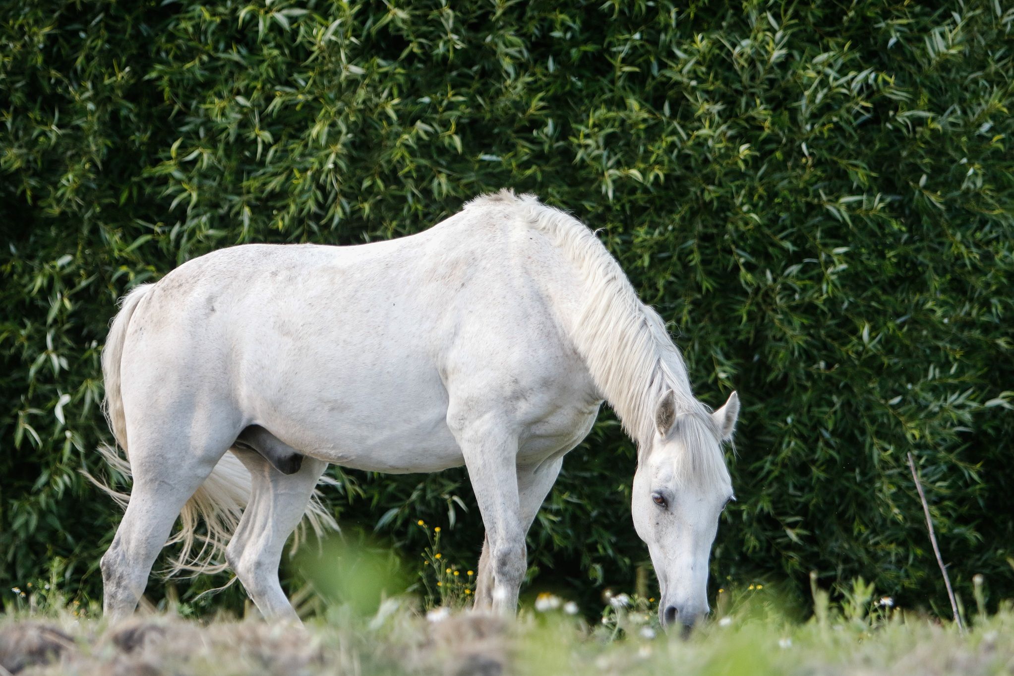 hest / Norges Rytterforbund 