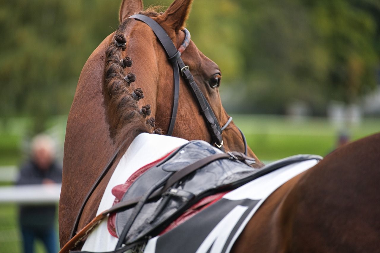 hest / Norges Rytterforbund