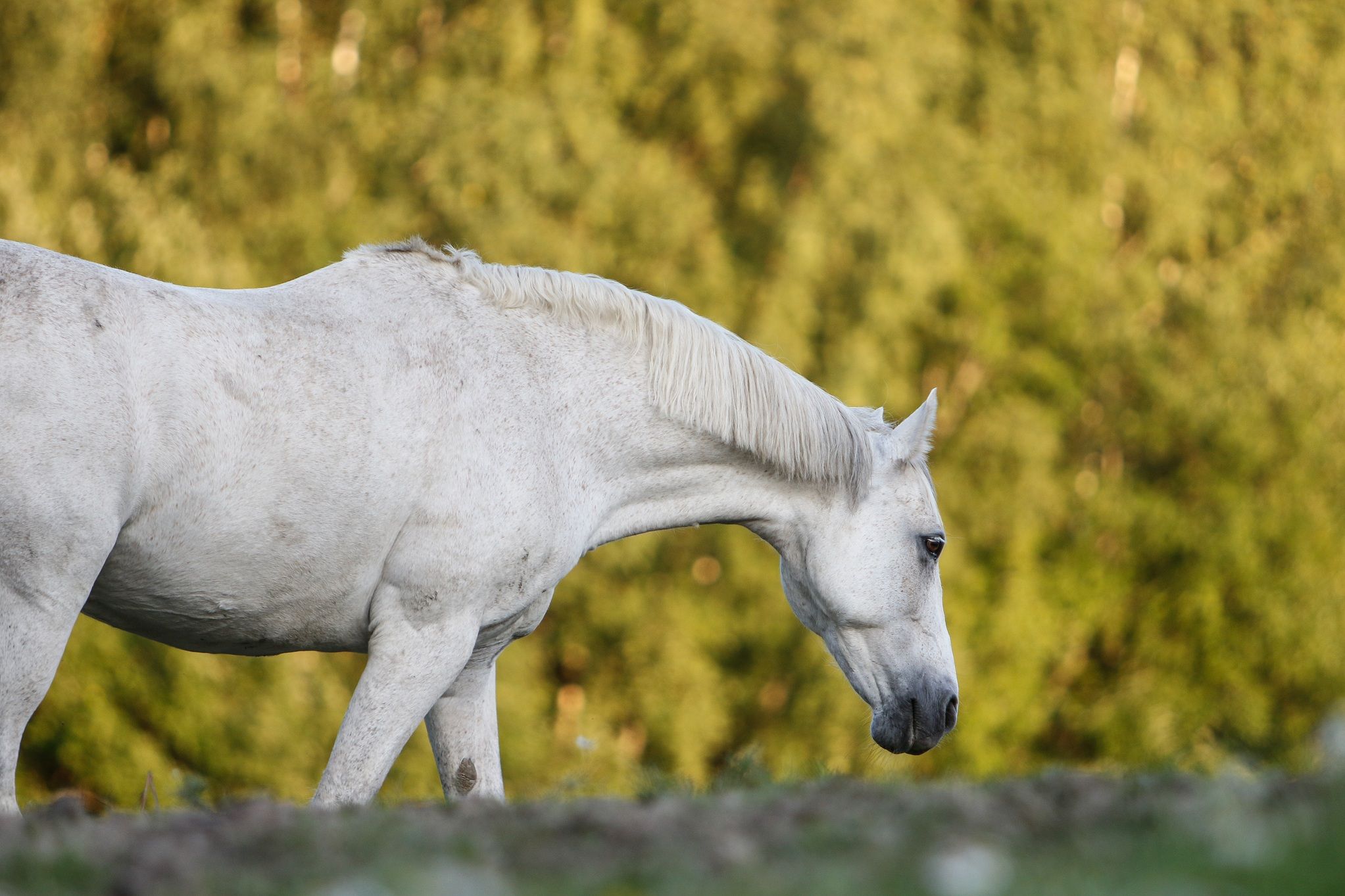 hest / Norges Rytterforbund