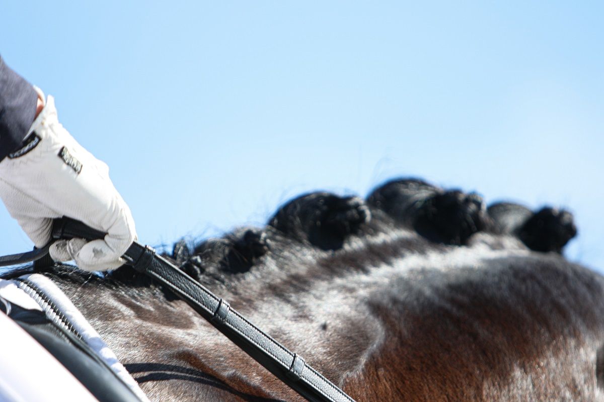 hest / Norges Rytterforbund