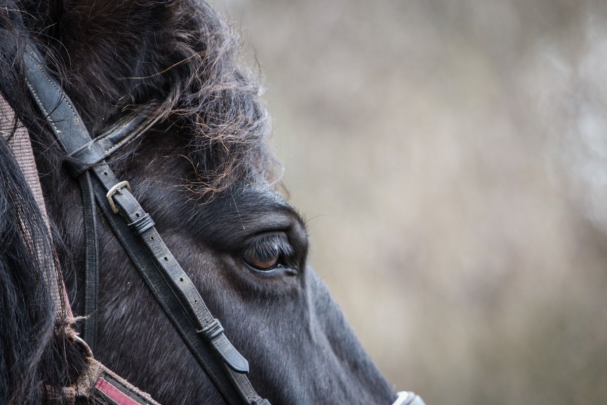 hest / Norges Rytterforbund / helse