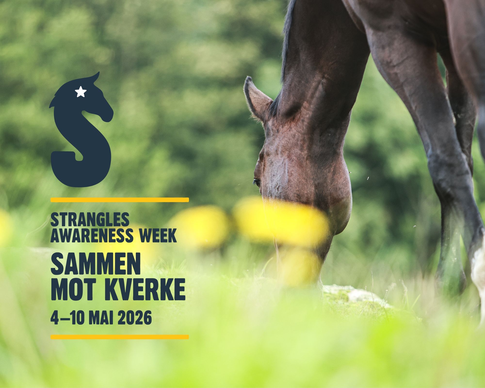 hest / Norges Rytterforbund / Sammen mot kverke / Strangles Awareness Week