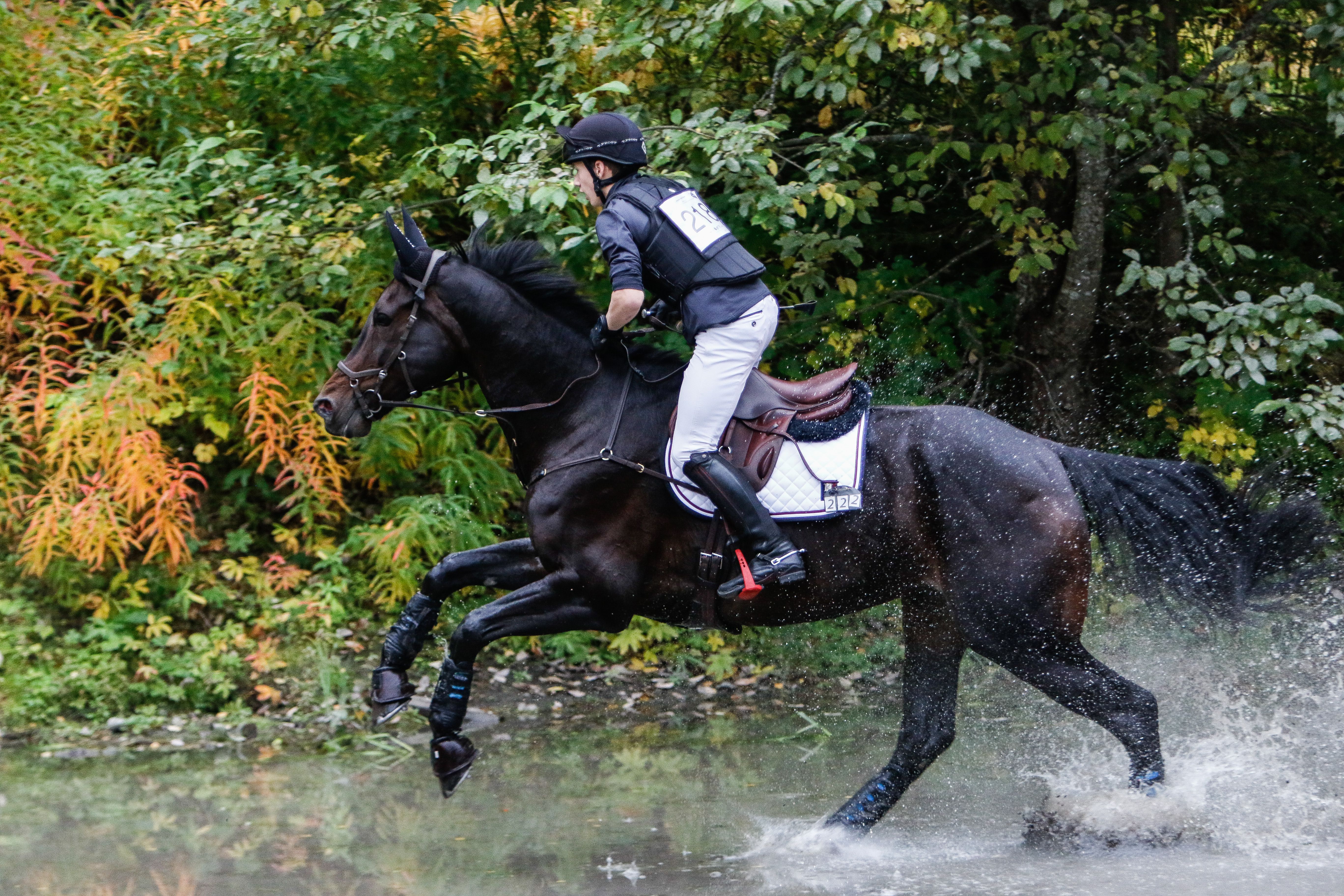 hest / Norges Rytterforbund
