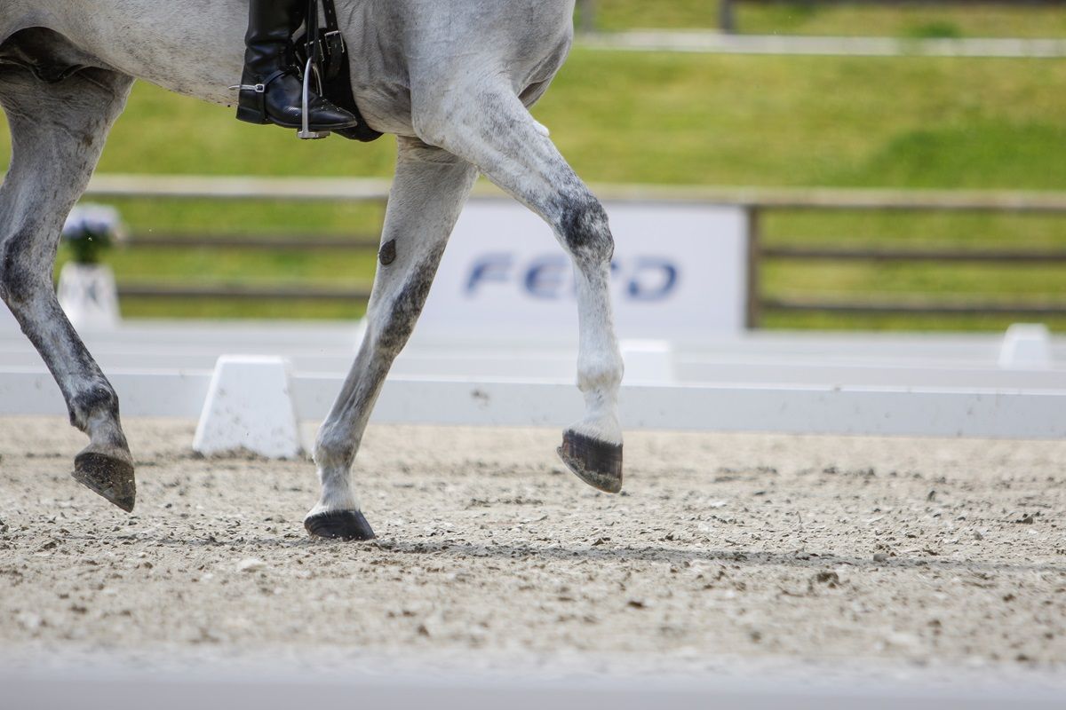 hest / Norges Rytterforbund / dressur