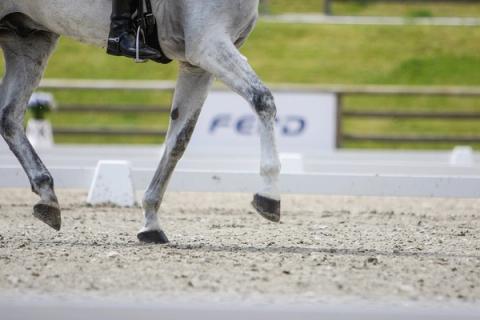 hest / Norges Rytterforbund / dressur