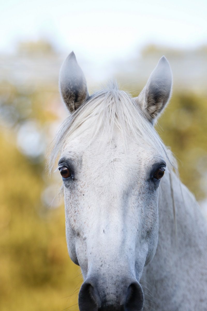 hest / Norges Rytterforbund