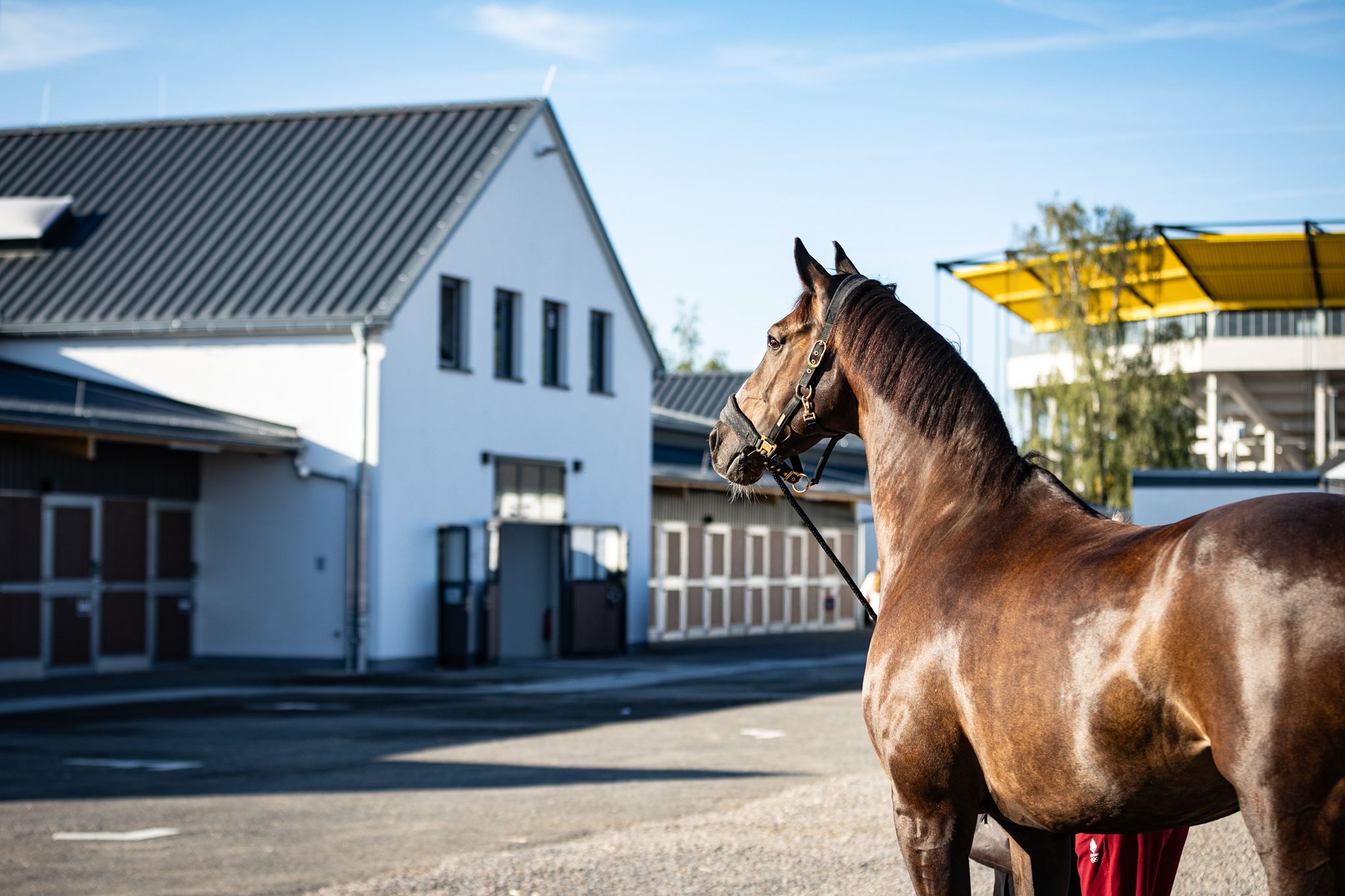 hest / Norges Rytterforbund 