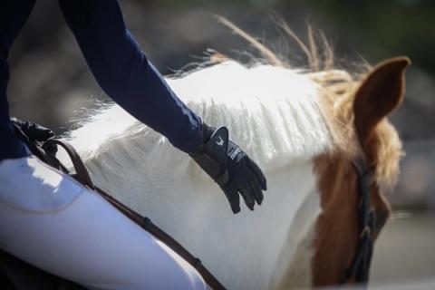 hest / Norges Rytterforbund / hestevelferd