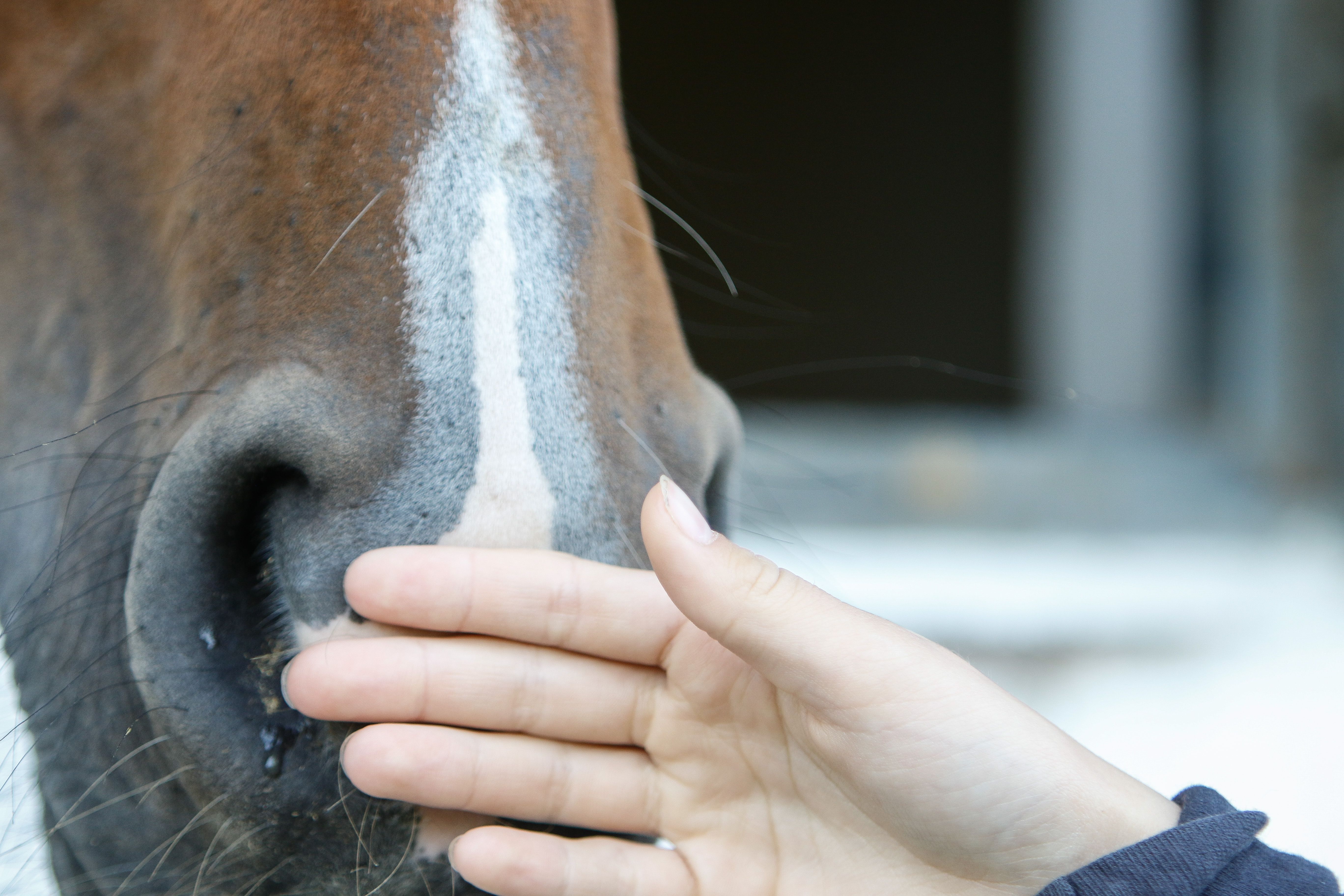 hest / klappe / Norges Rytterforbund