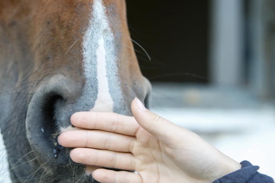 hest / klappe / Norges Rytterforbund