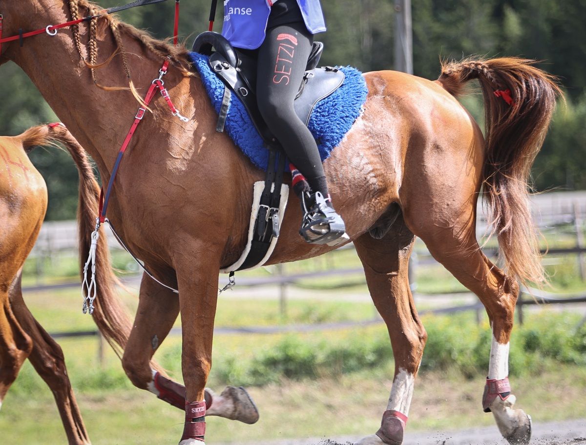 hest / Norges Rytterforbund 