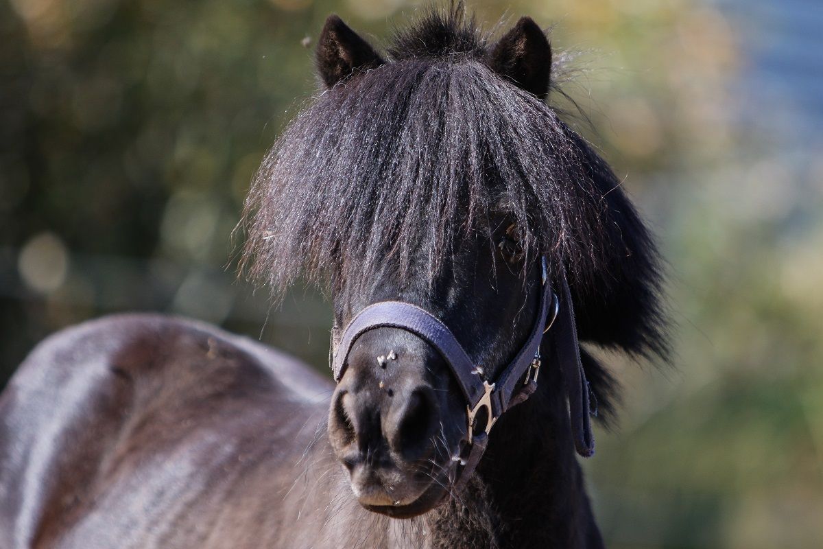 ponni / hest / Norges Rytterforbund