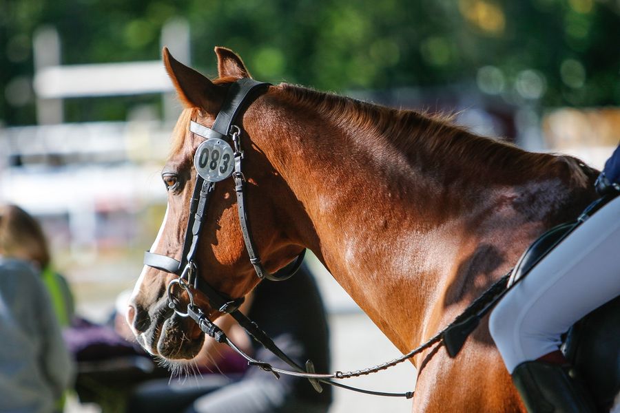 hest / Norges Rytterforbund