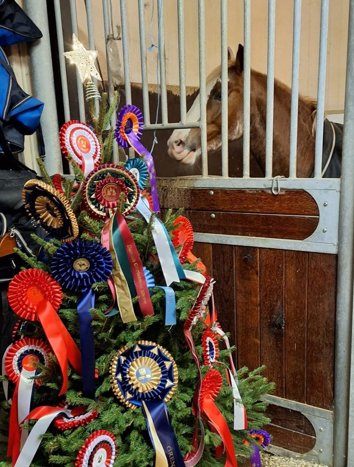 hest / juletre / Norges Rytterforbund