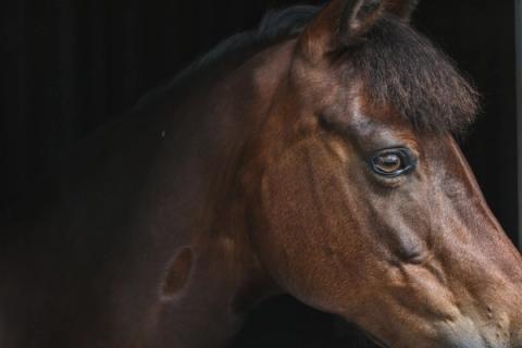 hest / Norges Rytterforbund 