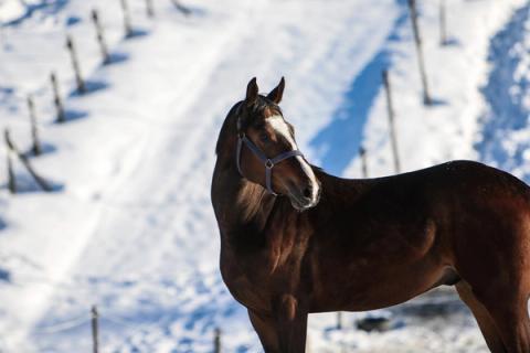 hest / Norges Rytterforbund