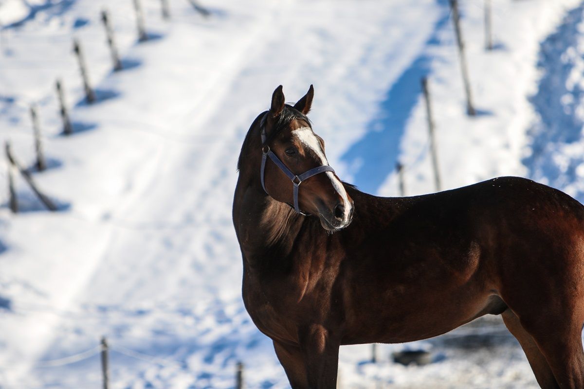 hest / Norges Rytterforbund