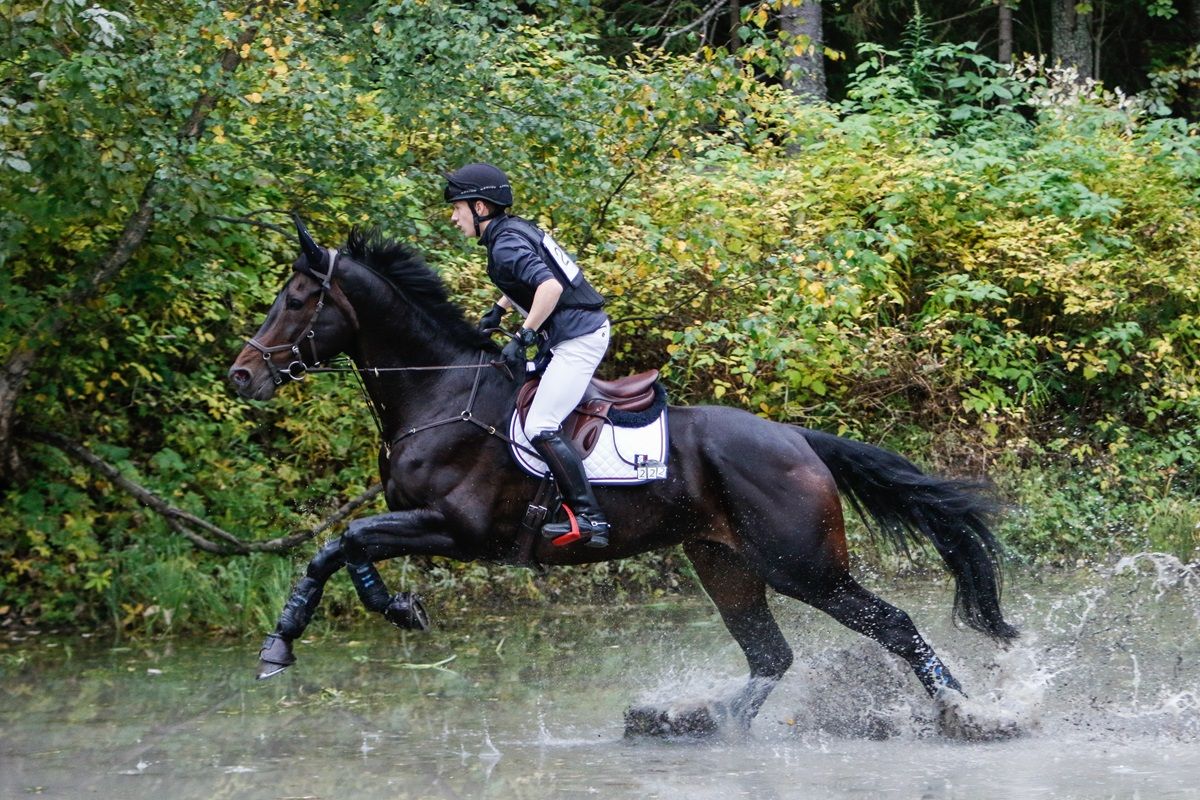 hest / Norges rytterforbund