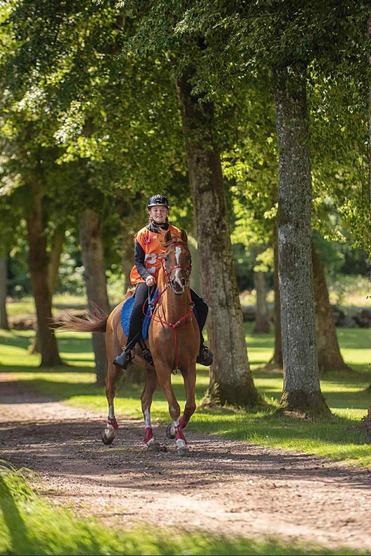 hest / Norges Rytterforbund