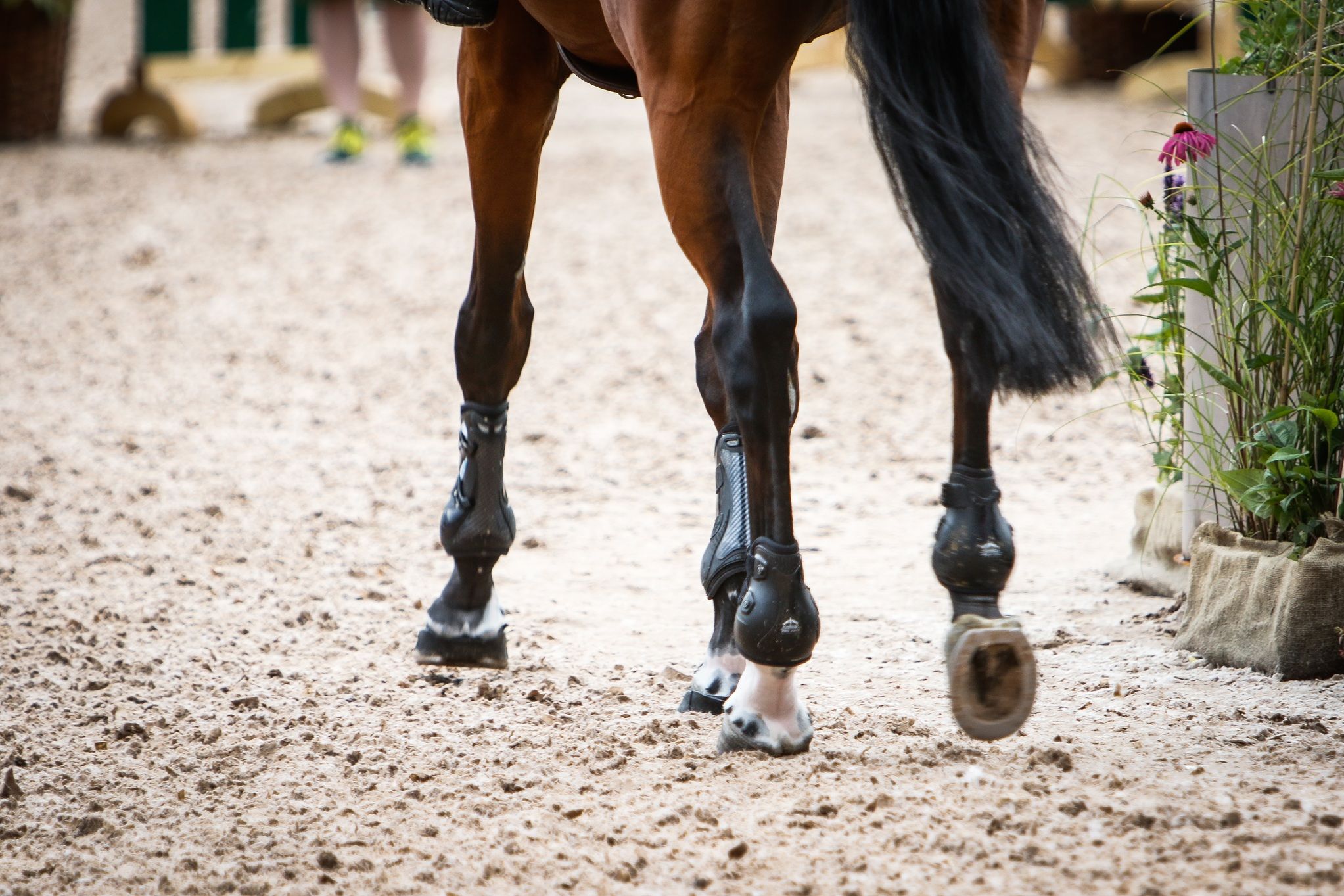 hest / Norges Rytterforbund