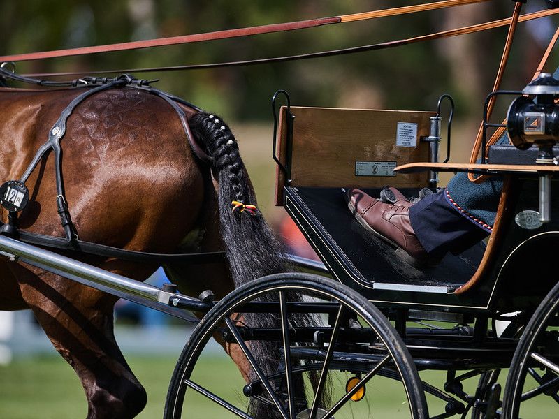 hest / Norges Rytterforbund / Kjøring