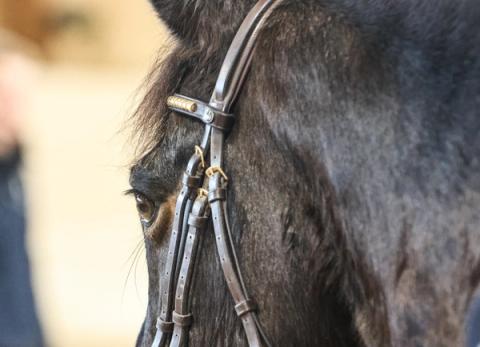 hest / Norges Rytterforbund 