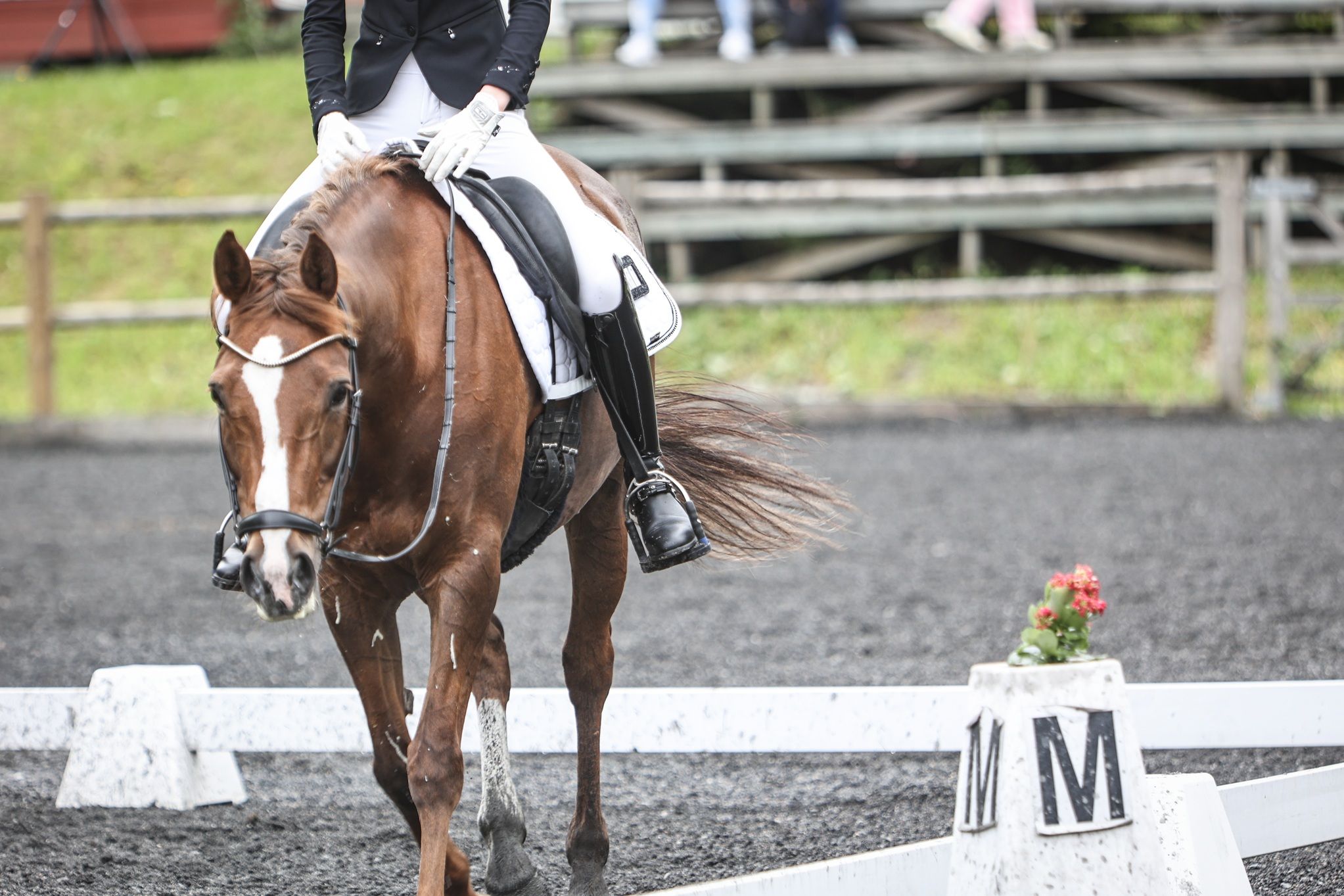 hest / Norges Rytterforbund / dressur